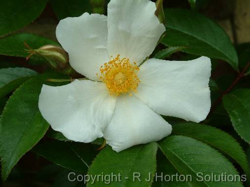 Rose laevigata cooperi 